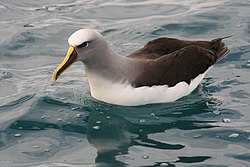 Buller's Albatross on water.jpg