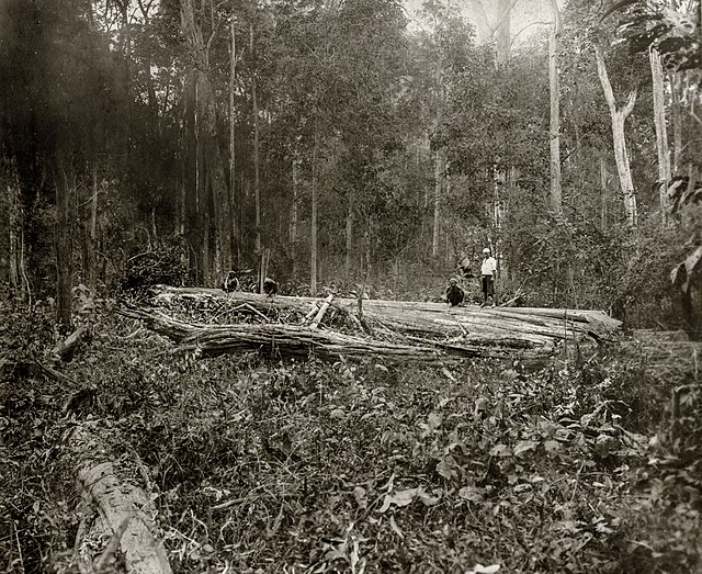 Deforestation in Myanmar - Wikipedia