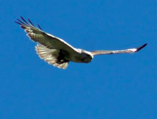 Upland buzzard