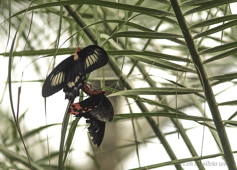 File:Butterfly In Papiliorama (151419047).jpeg