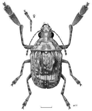 <i>Araecerus</i> Genus of beetles