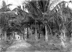 Рот аралындағы кокос пальмасы