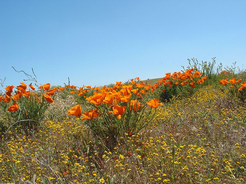 File:California Poppies2.jpg