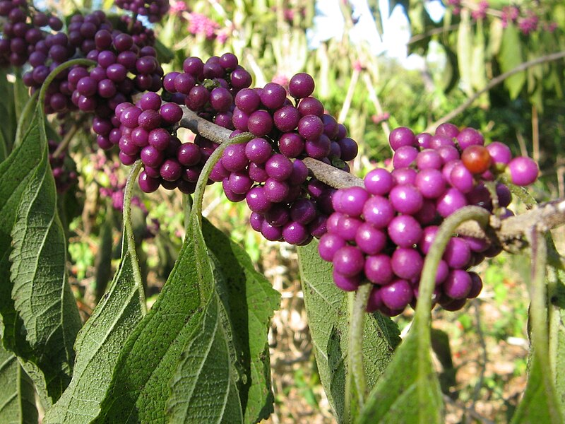 File:Callicarpa americana.jpg