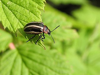 <i>Calligrapha californica</i> Species of beetle