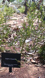 <i>Calytrix chrysantha</i> species of plant