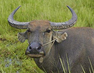 Portrait d'un buffle d'Asie au Cambodge. (définition réelle 3 221 × 2 500)