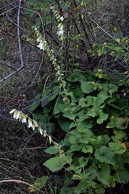 Campanula alliariifolia 4.jpg