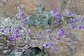 Campanula bayerniana kz01.jpg