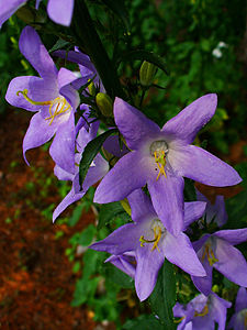 Campanula pyramidalis Flower