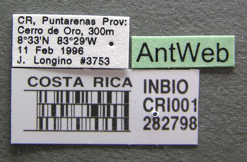 File:Camponotus brevis inbiocri001282798 label 1.jpg