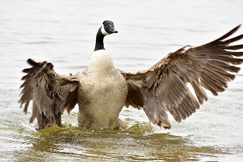 File:Canada Goose (27567871067).jpg