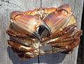 Edible crab or brown crab