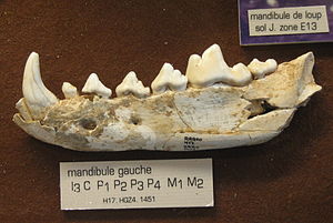 Canis lupus mosbachensis - mandíbula - Arago.jpg
