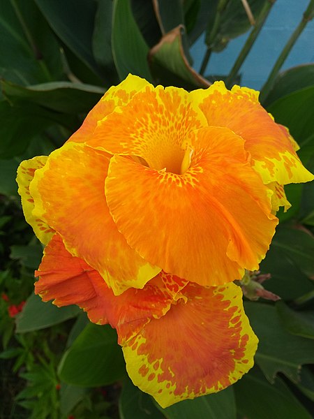 File:Canna Lily.jpg