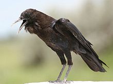 Cape crow.jpg