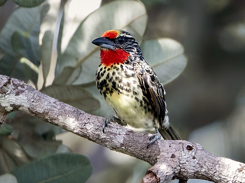 File:Capito niger - Black-spotted barbet (female); Manaus, Amazonas, Brazil.jpg