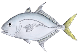 Carangoides chrysophrys