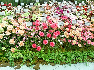 Dianthus Caryophyllus: Distribución y hábitat, Cultivo, Plagas