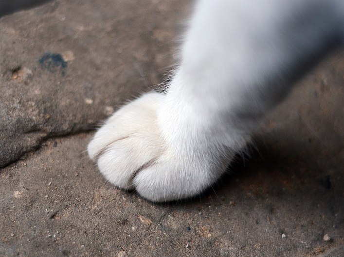 Cat Paw Up Close - WHITE.JPG