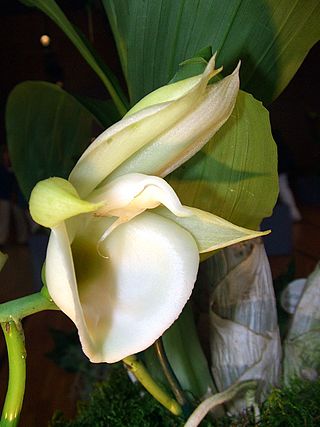 <i>Catasetum pileatum</i> Species of orchid