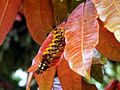 unidentified Caterpillar, Costa Rica