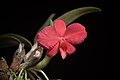 Cattleya brevipedunculata