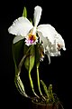 Cattleya mossiae