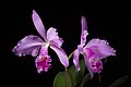 Cattleya warneri