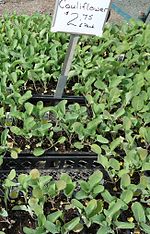 Cauliflower plants growing in a nursery Cauliflower plants growing in New Jersey in April.jpg