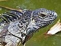 An invasive green iguana on Grand Cayman