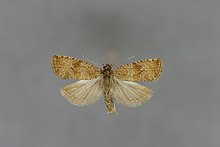 Celypha capreolana-Niederosterreich, Korneuburg, Bisamberg-E-MK-11384a.JPG