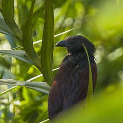 Description de l'image Centropus viridis.jpg.