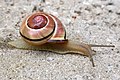 Cepaea nemoralis.jpg