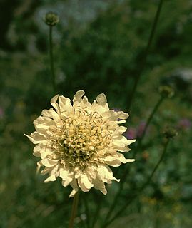 <i>Cephalaria</i> genus of plants