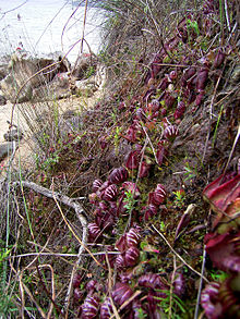 Cephalotus follicularis in typical habitat in coastal SW-Australia Cephalotus follicularis Hennern 4.jpg
