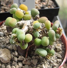 Portulacaria pygmaea (formerly Ceraria pygmaea) Ceraria pygmaea 01.jpg