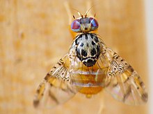 Tephritidae (Cyclorrhapha: Schizophora: Acalyptratae: Tephritoidea)