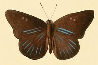 <i>Cerautola ceraunia</i> Species of butterfly