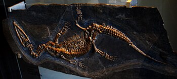 Ceresiosaurus calcagnii 1.JPG