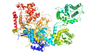 Chaetomium Thermophilum UGGT.png