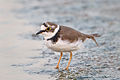 Little Ringed Plover (Charadrius dubius), Laem Pak Bia, Petchaburi, Thailand