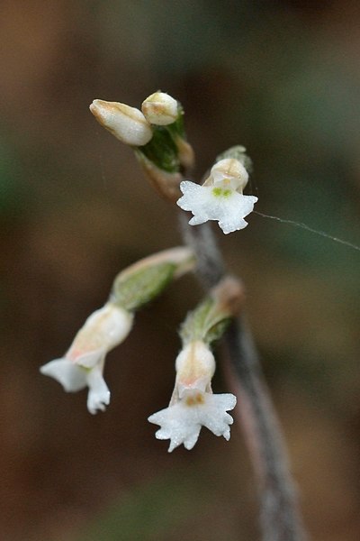 File:Cheirostylis liukiuensis 琉球指柱蘭 02.jpg