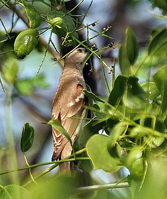 Feeding, at Keoladeo National Park Chestnut-shouldered Petronia (Petronia xanthocollis) feeding at Bharatpur I IMG 5258.jpg