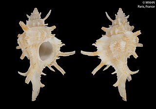 <i>Chicoreus boucheti</i> Species of gastropod