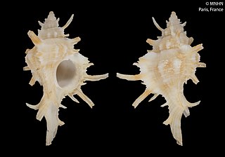 <i>Chicoreus boucheti</i> species of mollusc