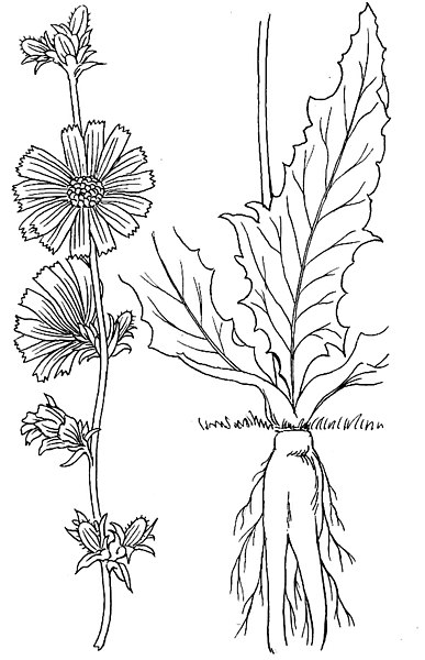 File:Chicory (PSF).jpg