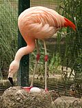Thumbnail for Chilean flamingo