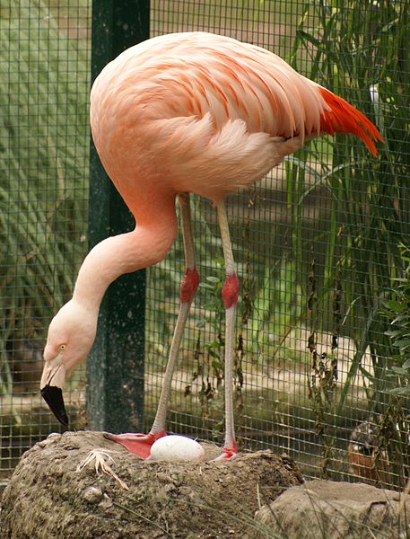 File:Chilenischer Flamingo Tiergarten Bernburg 2007.jpg