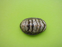 Chiton (Chiton) tuberculatus Linnaeus, 1758 2013 000